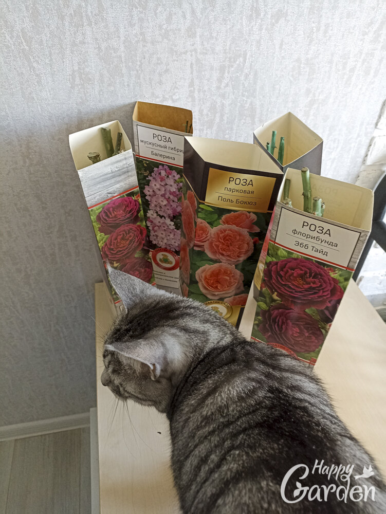 мы внимательно рассмотрели каждый корешок 