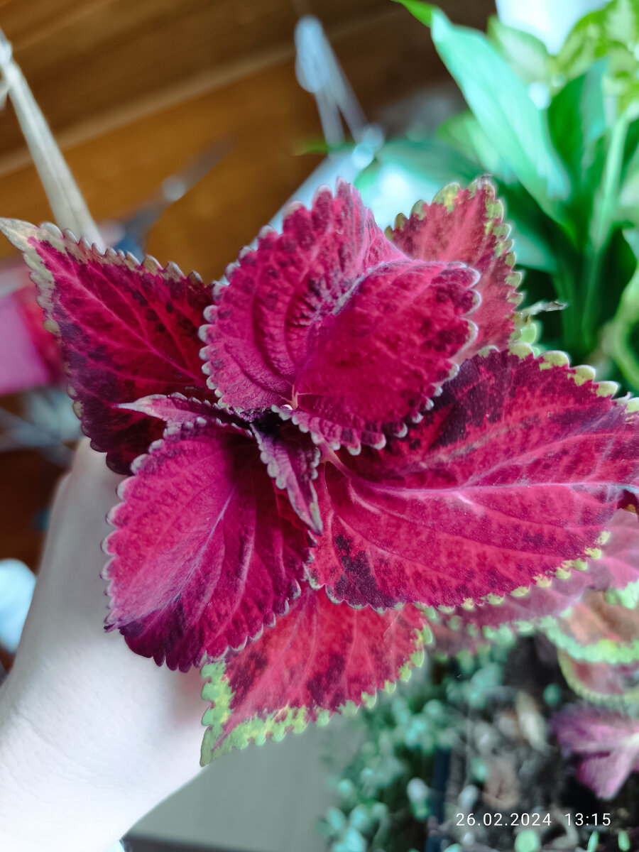 Ред Вельвет дома. 