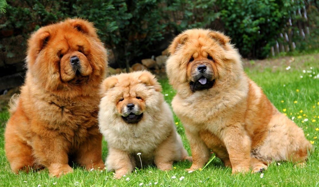 За первый год жизни, вес щенка увеличится в 40 раз.