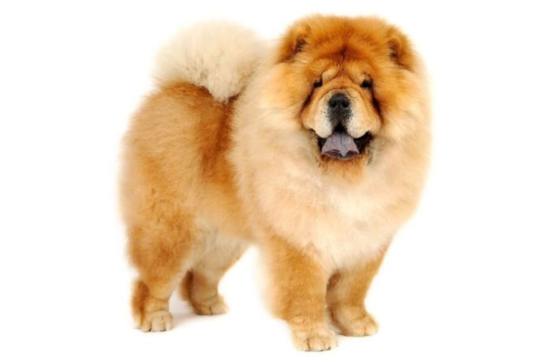 Цены на щенков могут значительно различаться, поэтому рекомендуем провести дополнительное исследование и уточнить информацию у специализированных заводчиков в вашем регионе.