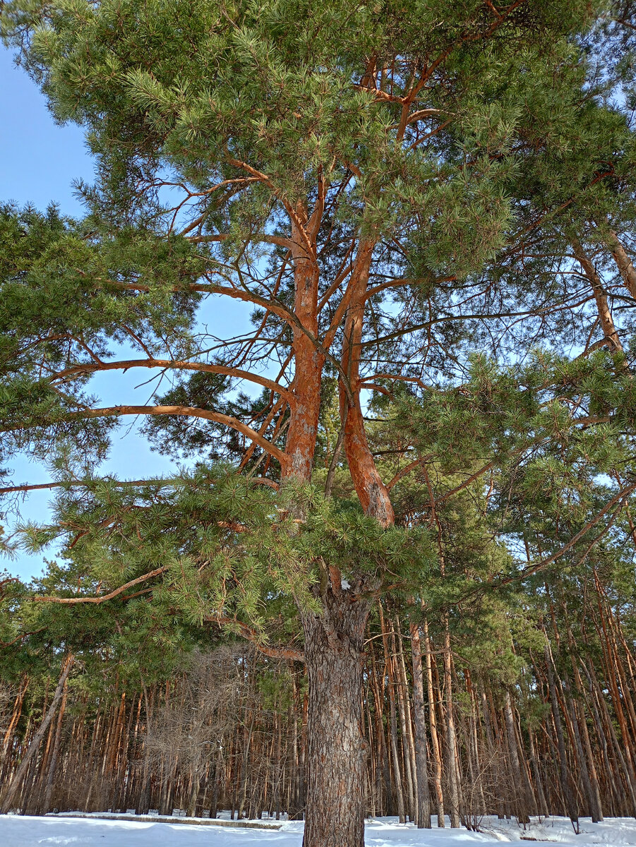 К счастью не только паразитам есть место на Земле