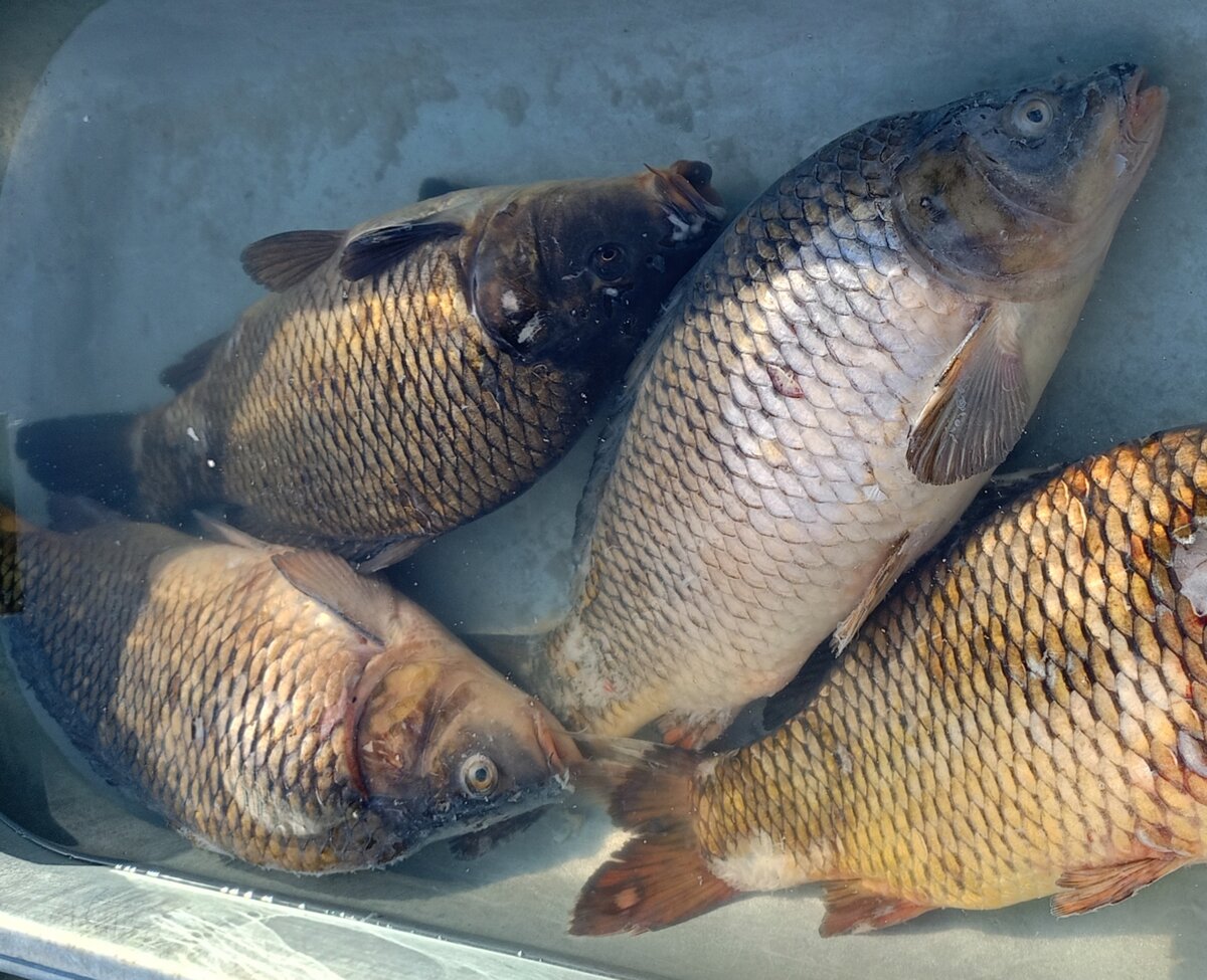 Вот он карп, бедолага