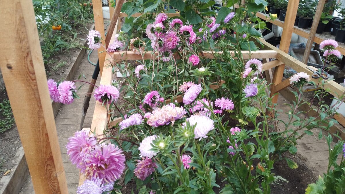 Наши астры с теплице