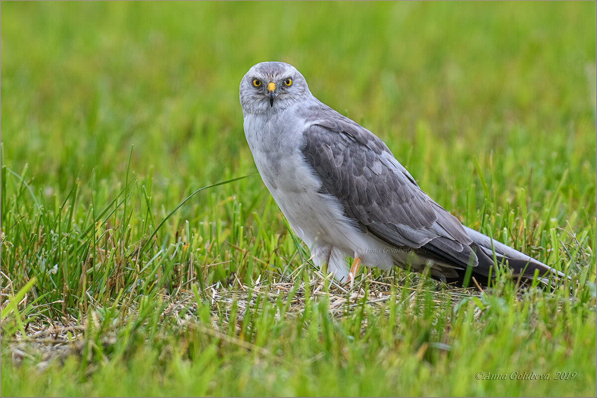 Степной лунь.