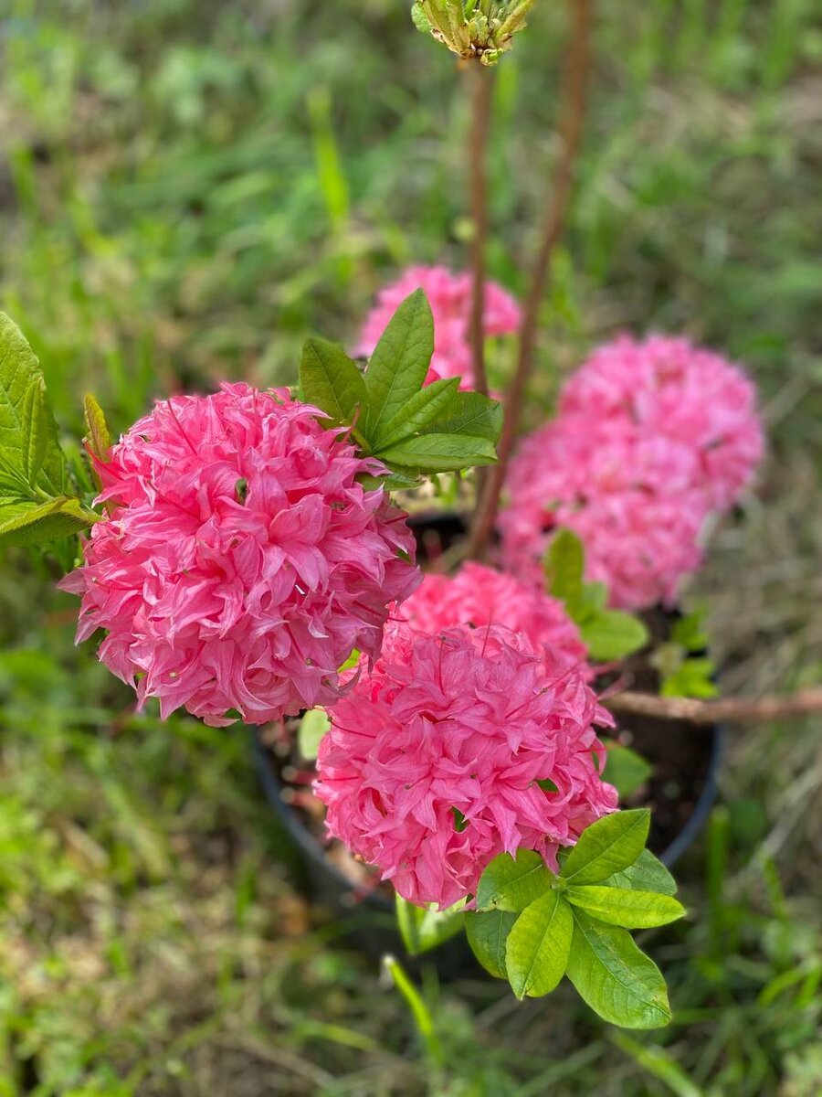 Rhododendron deciduous Homebush