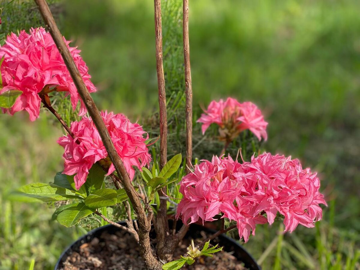 Rhododendron deciduous Homebush
