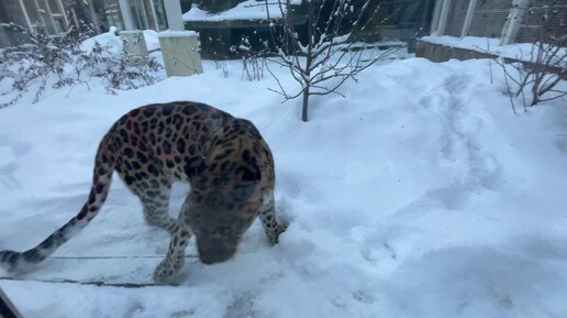 Венсенский зоопарк слон. Жираф ленинградский зоопарк 2022. Московский зоопарк, москва, большая грузинская улица, 1, стр. Лев в зоопарке. Зоопарк со.