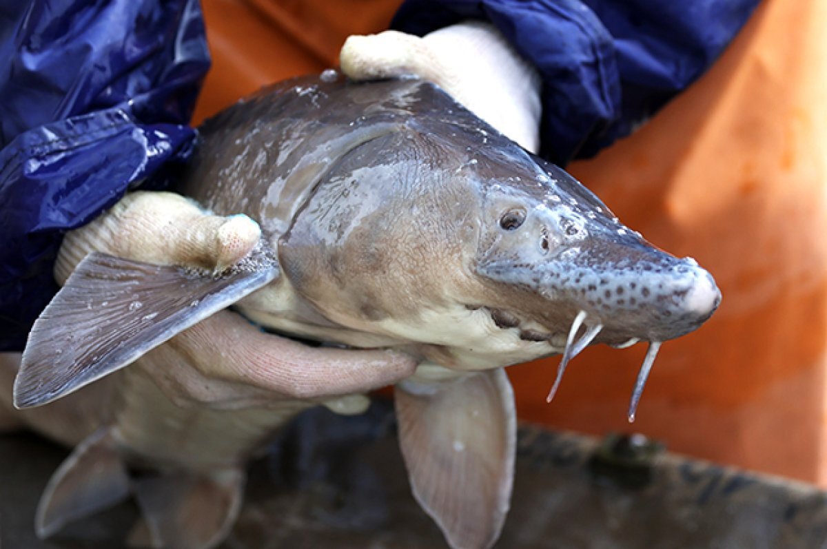    VPN, ОСАГО, маркировка рыб.