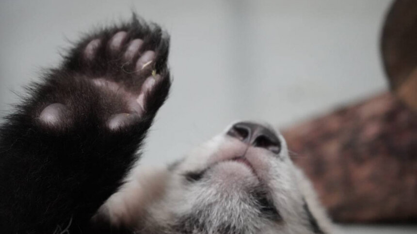 Белополосая ласка. Куница степная. Капская бескоготная выдра. Ласка обыкновенная (mustela nivalis). Страстный поцелуй.