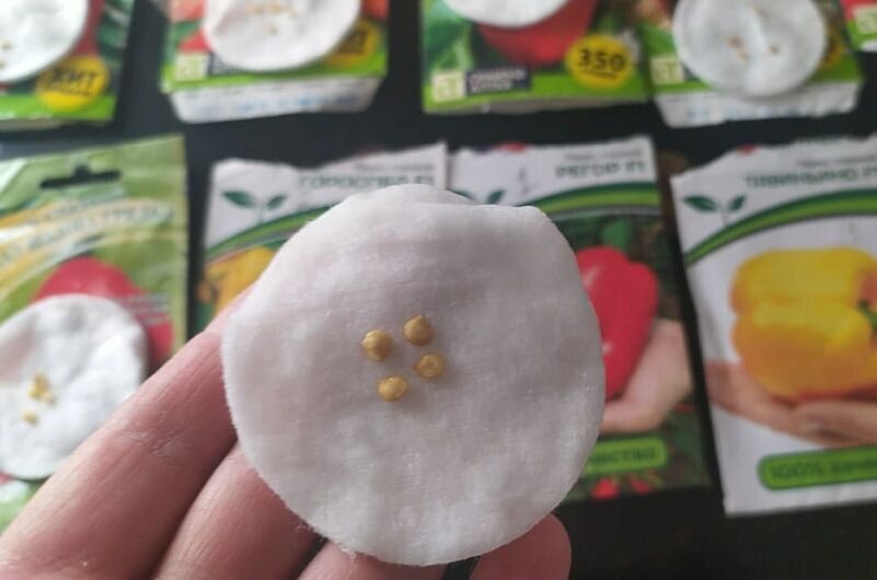 Семена перца.