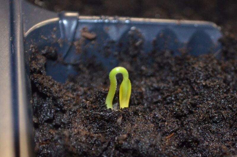 Всходы перца.