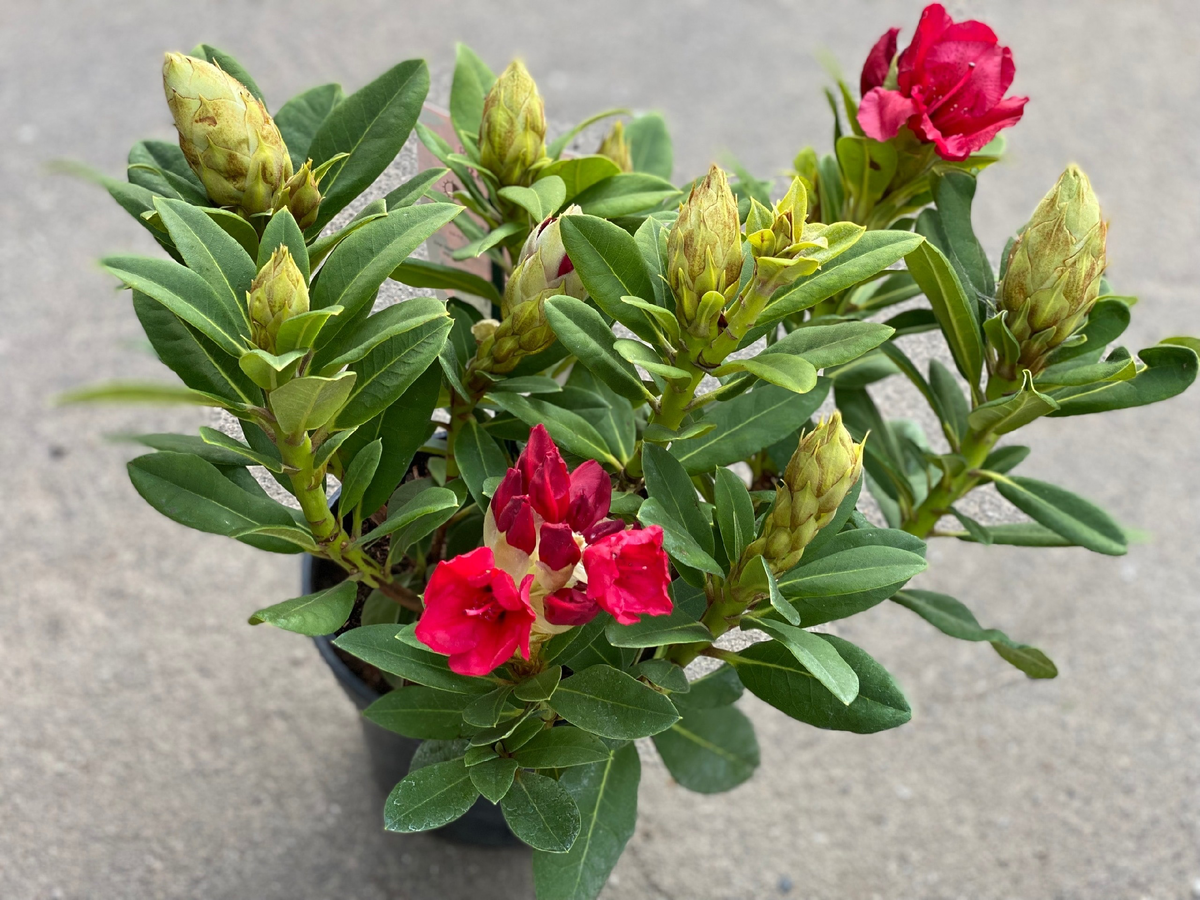 Rhododendron griersonianum Red Jack