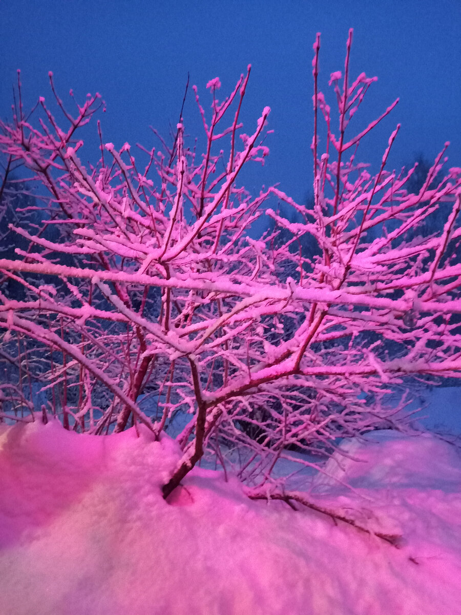 это не фотошоп! листайте и вы увидете, почему дерево розовое