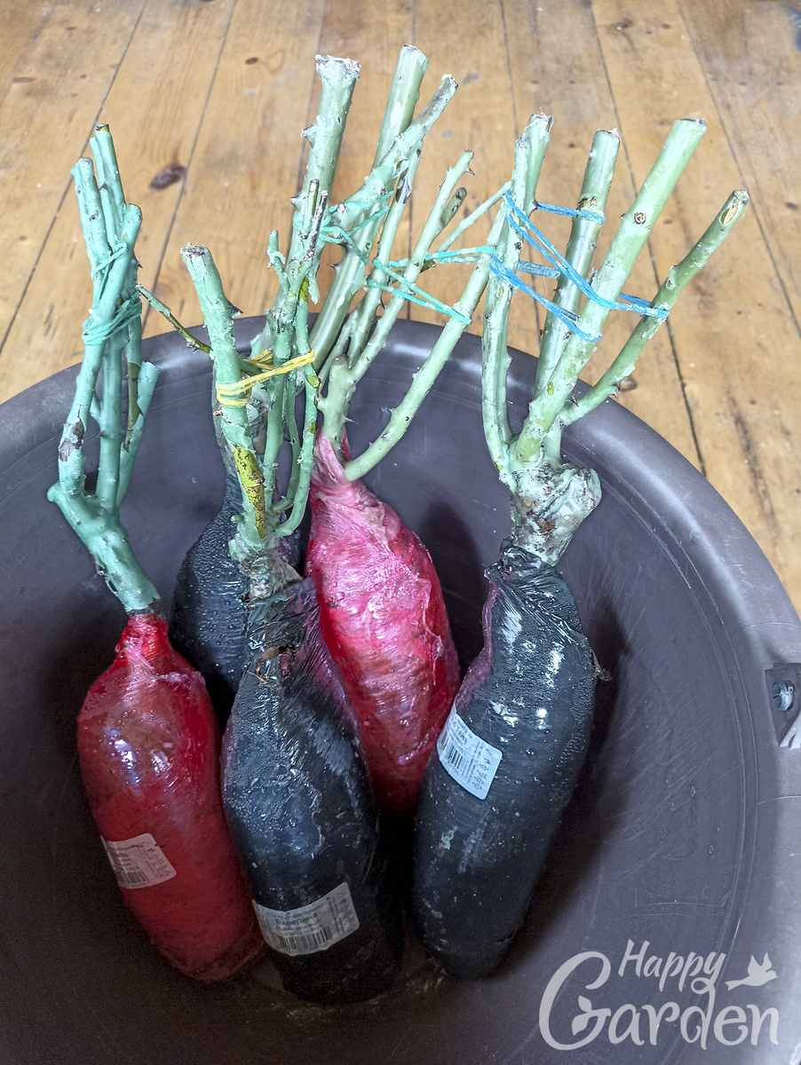 розы отлично сохранились в коробке под сугробом с северной стороны дома. 