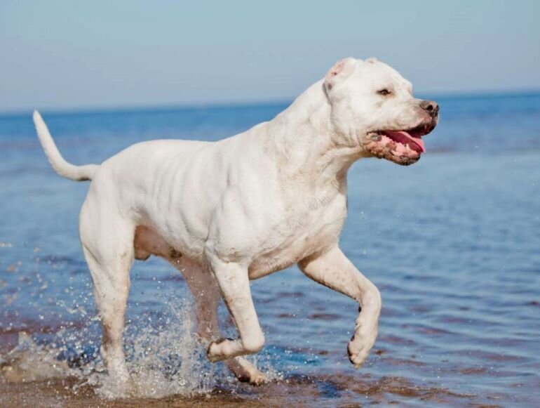 Аргентинский дог может использоваться в различных областях. В прошлом, он использовался для охоты на крупных зверей, дикого кабана. Однако сейчас они также проявили себя в сфере службы, работая с полицией или спасательными службами.