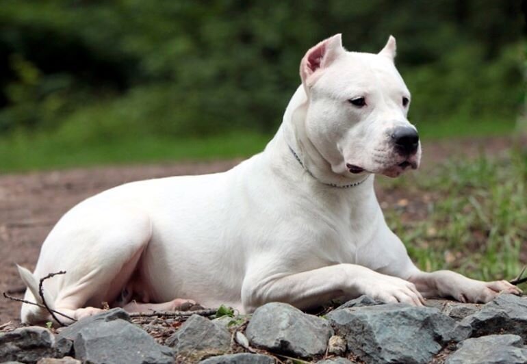 Дого Аргентино является первой и на данный момент, единственной породой, выведенной в Аргентине.