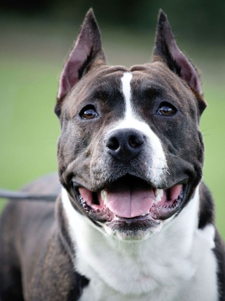 Амстаффы используются на службе в качестве поисково-спасательных собак, в том числе и в МЧС России.