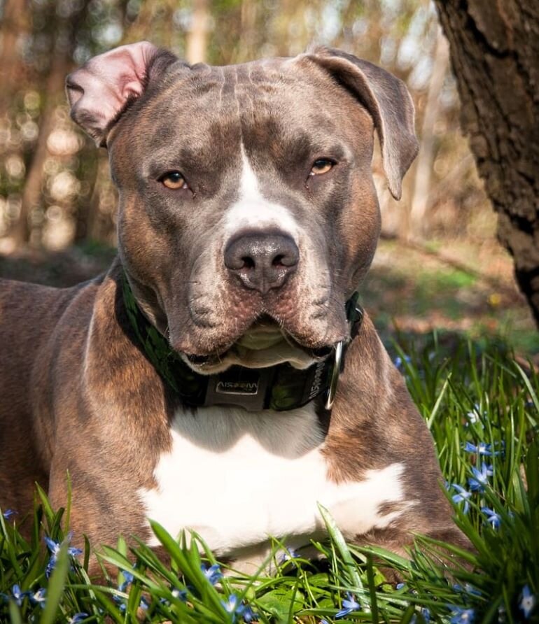 Щенки амстаффы всегда готовы что-нибудь пожевать, поэтому лучше сразу приобрести для них несколько «жевательных» игрушек.