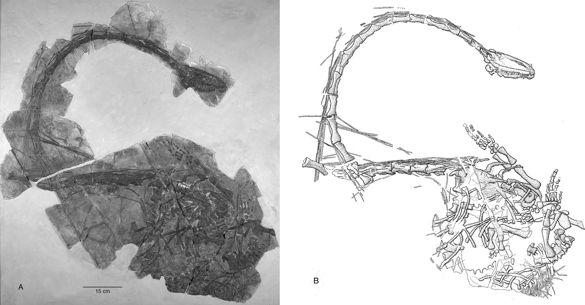     Фото: Stephan N.F. Spiekman et al./ Earth and Environmental Science, 2024/Cambridge University