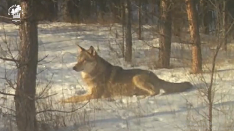    Если волки рядом. Минприроды Оренбуржья прокомментировало приход зверей к людям   Белов Михаил Александрович