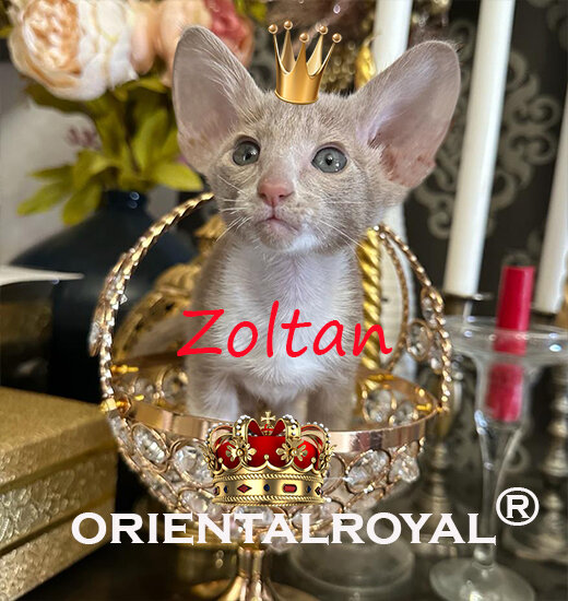 красавчик Золтан в редком окрасе Фавн Биколор 49 т.р. и в любимцы и в разведение