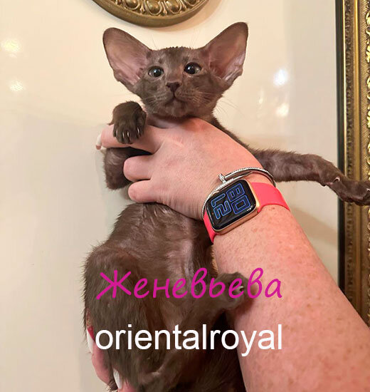 Кошка Женевьева 45 т.р.