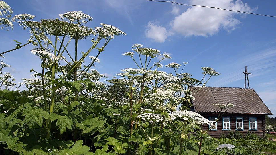 Фото из открытых источников. Борщевик Сосновского.