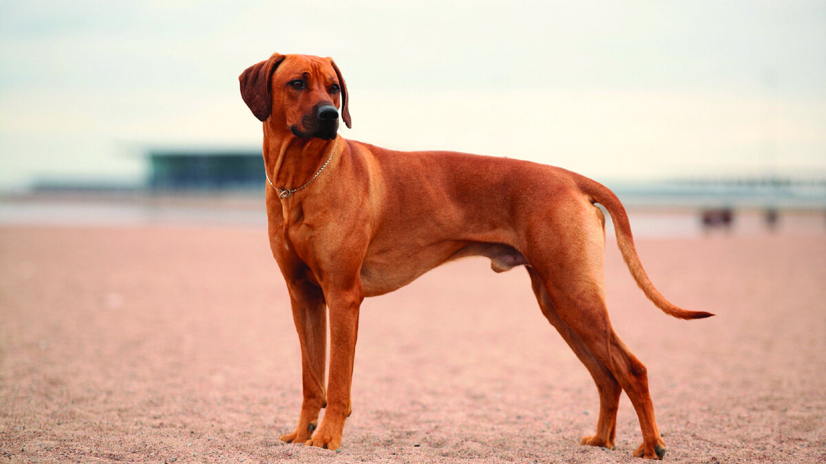 Собака была крупной, но просто невероятно худой, так что все кости ...