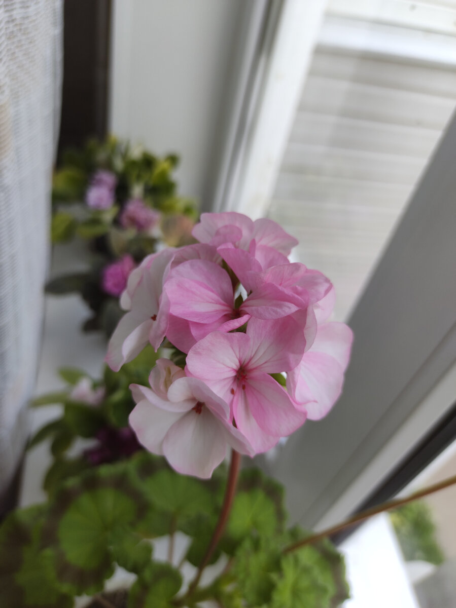 Прошлогодняя герань Пинто, заботливо вырощенная из семечка.