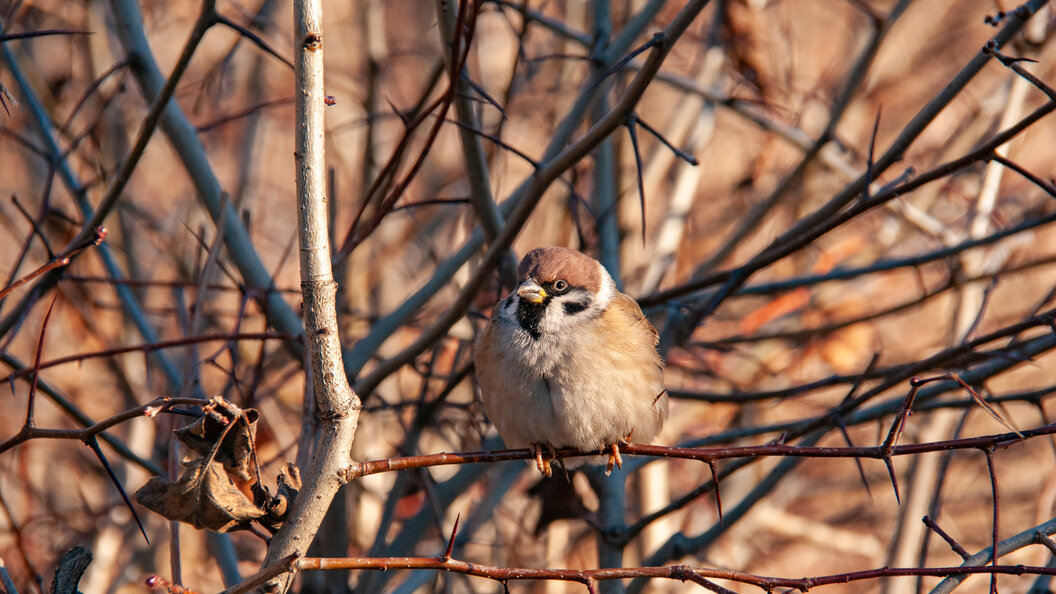    Фото: © Svetlana Vozmilova/Globallookpress