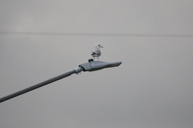    Фото: © Maksim Konstantinov/Globallookpress