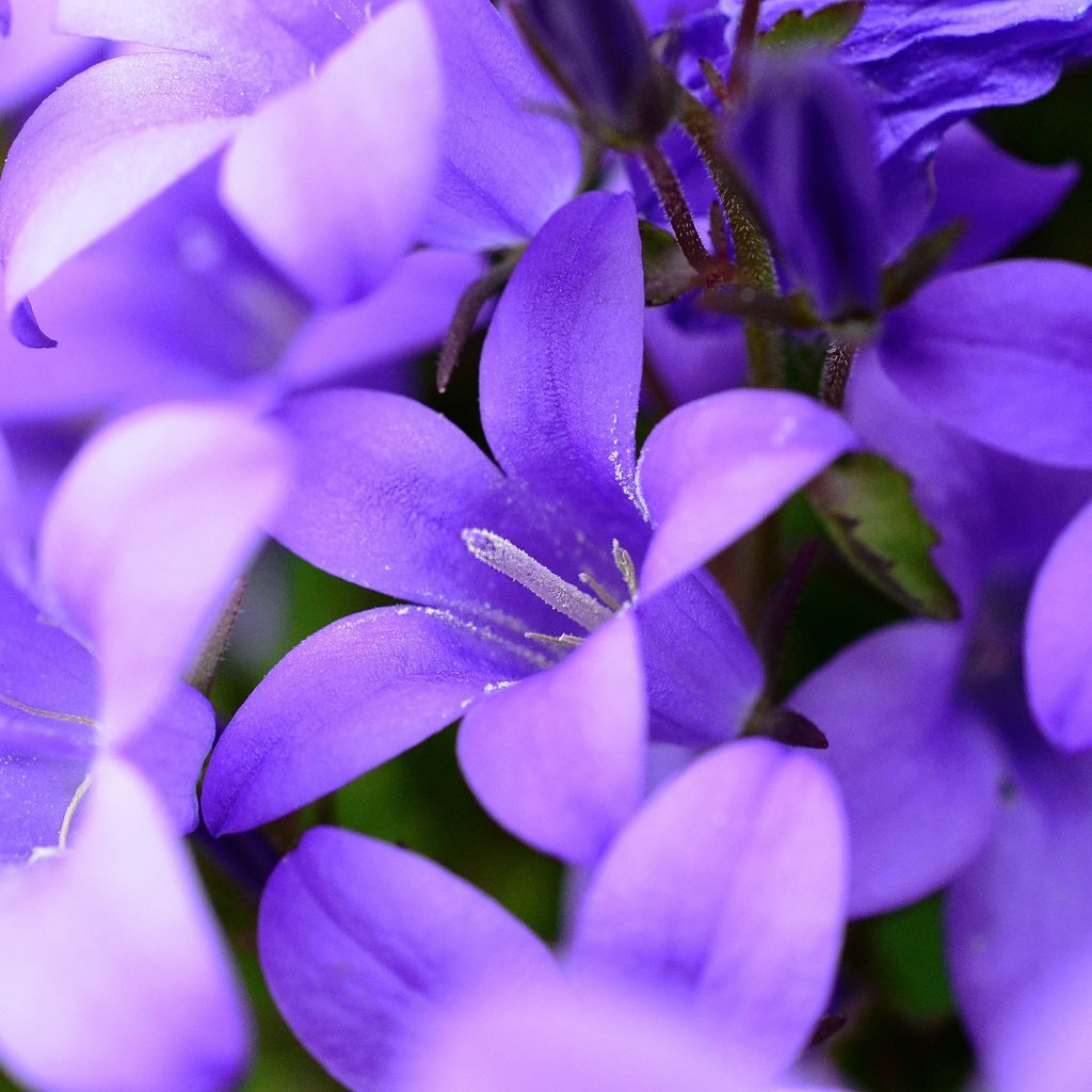 колокольчик >>>