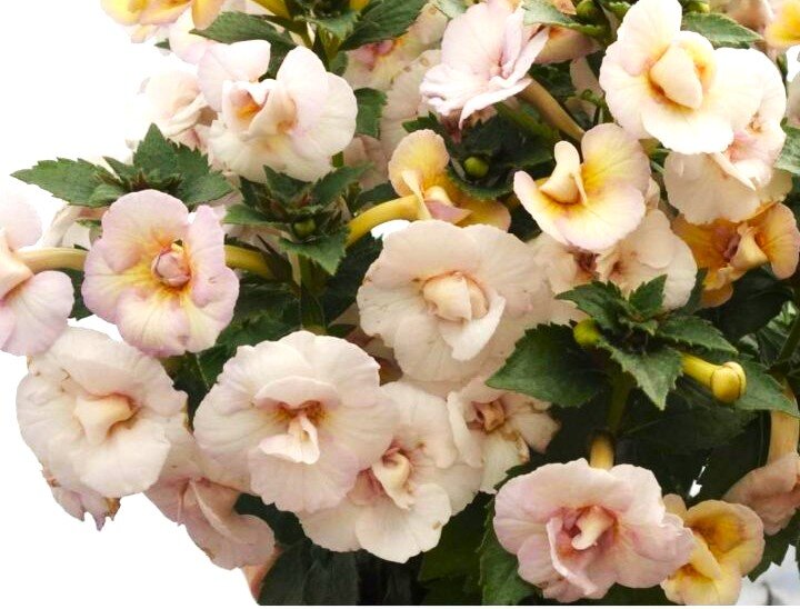 Фото из открытых источников. Ахименес Lena Vera, цветы до 4,5 см.