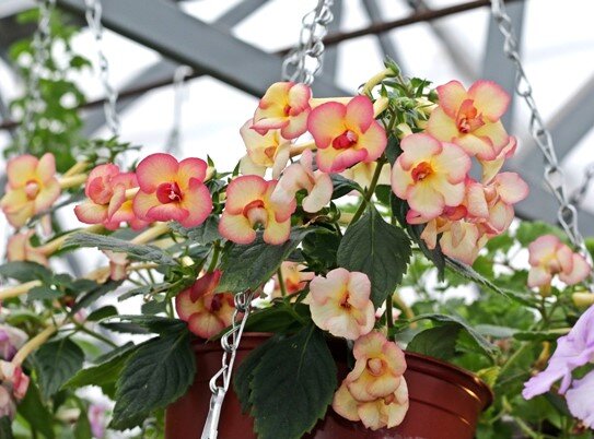 Фото из открытых источников. Ахименес Limoncello.