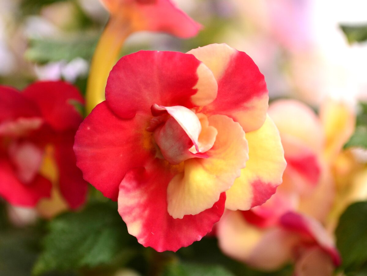 Фото из открытых источников. Amie Saliba-Improved.