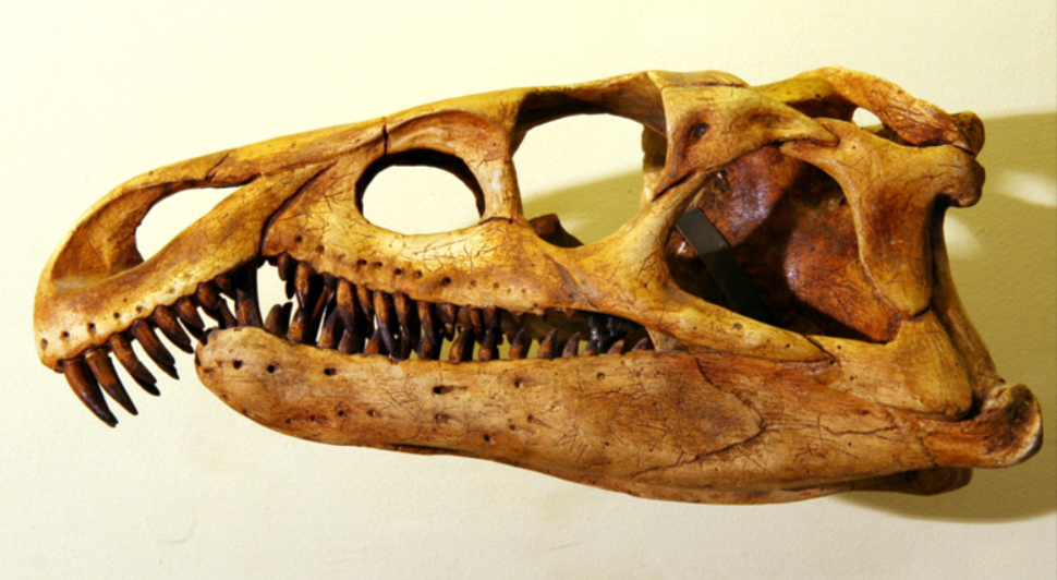 Череп архозавра (Палеонтологический музей им. Орлова Ю.А.)