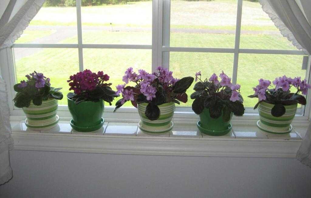 Фиалки / Фото из открытых источников