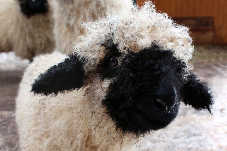 Риджентс парк зоопарк. Челябинский зоопарк верблюд. Азиатский слон московский зоопарк. Новосибирский зоопарк верблюд. Антверпен зоопарк.