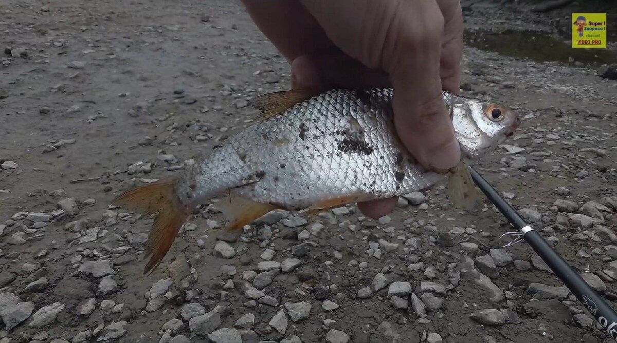 Красавица краснопёрка.