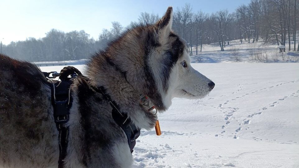 Хаски по имени Мани