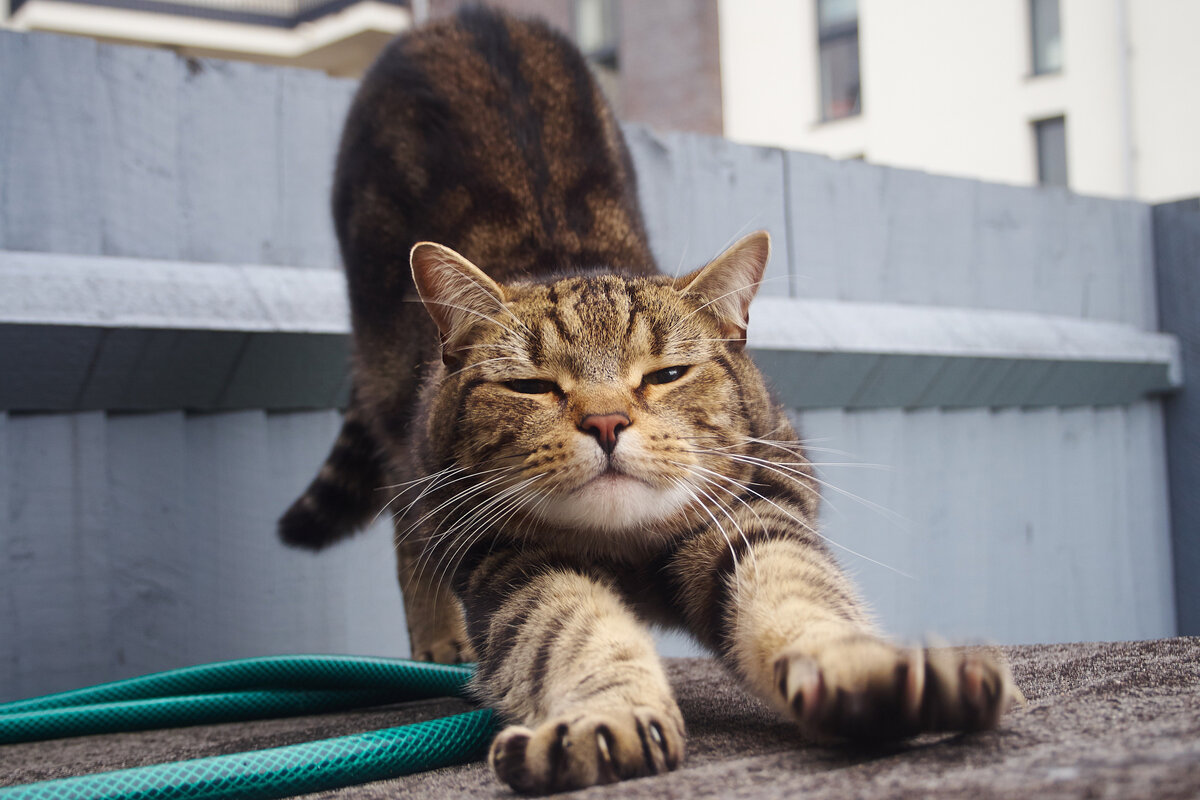 Уровень отказа хозяев от домашних питомцев в России и в Беларуси составляет около 26%, что чуть меньше мирового 28%.