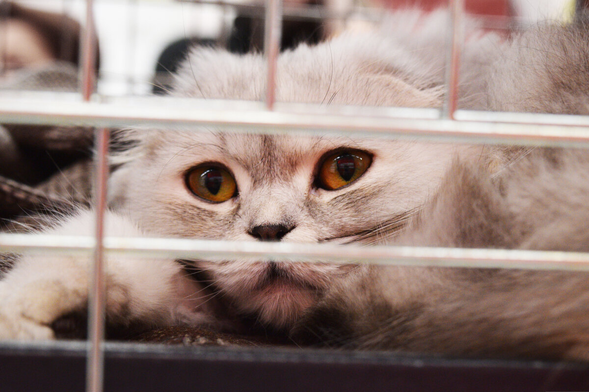 По данным ВЦИОМ россияне стали более ответственными — раньше котиков предпочитали покупать, а теперь берут из приютов и с улицы.