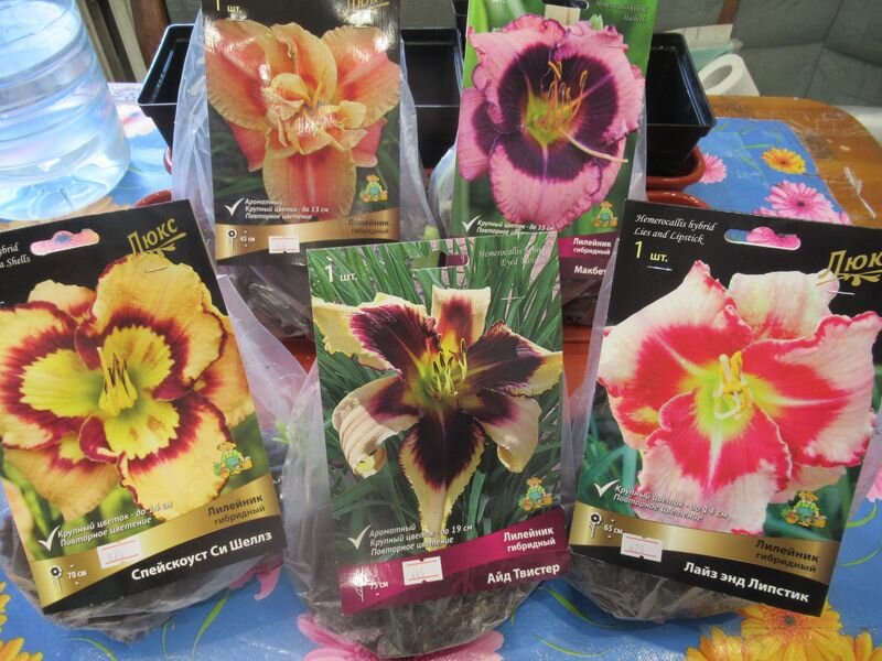 2-ая партия купленных Лилейников, 1-ая на видео 2 недели назад - моё фото