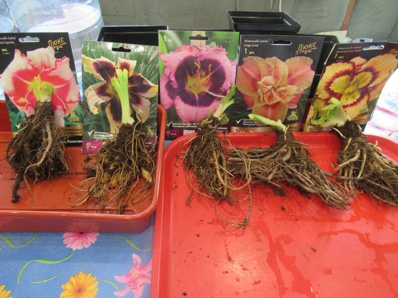 Все время старайтесь картинки класть рядом с корневищем, если вам важно какой сорт - моё фото