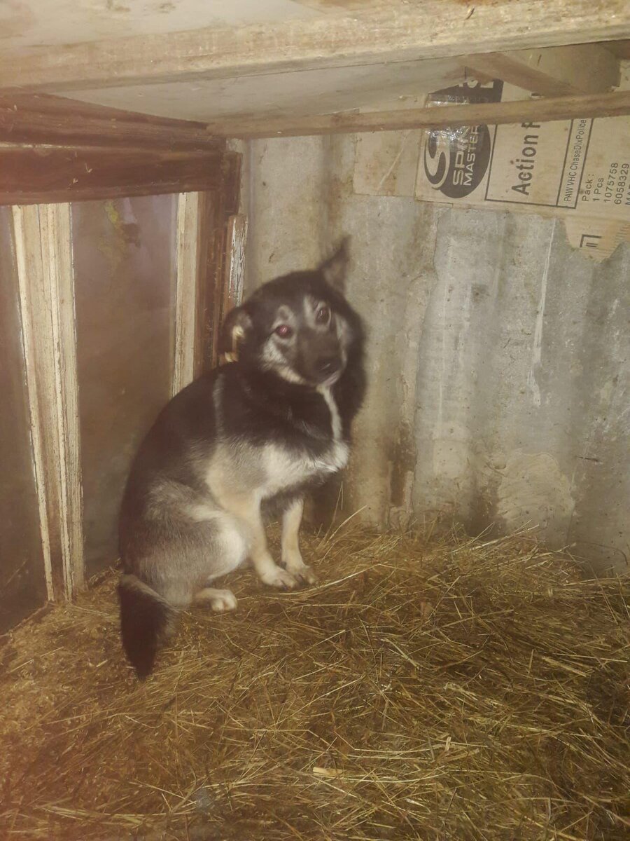 Стаффордширский терьер булли. Ягдтерьер на поводке. Немецкий дог рекорд гиннесса. Мексиканская хохлатая собачка. Голландская овчарка бувье.