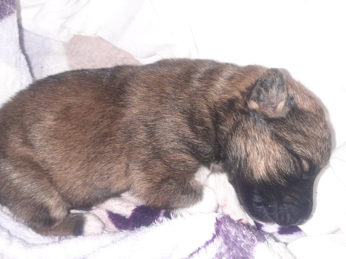 Вот такое крошечное беспомощное чудо иногда оказывается на руках у человека