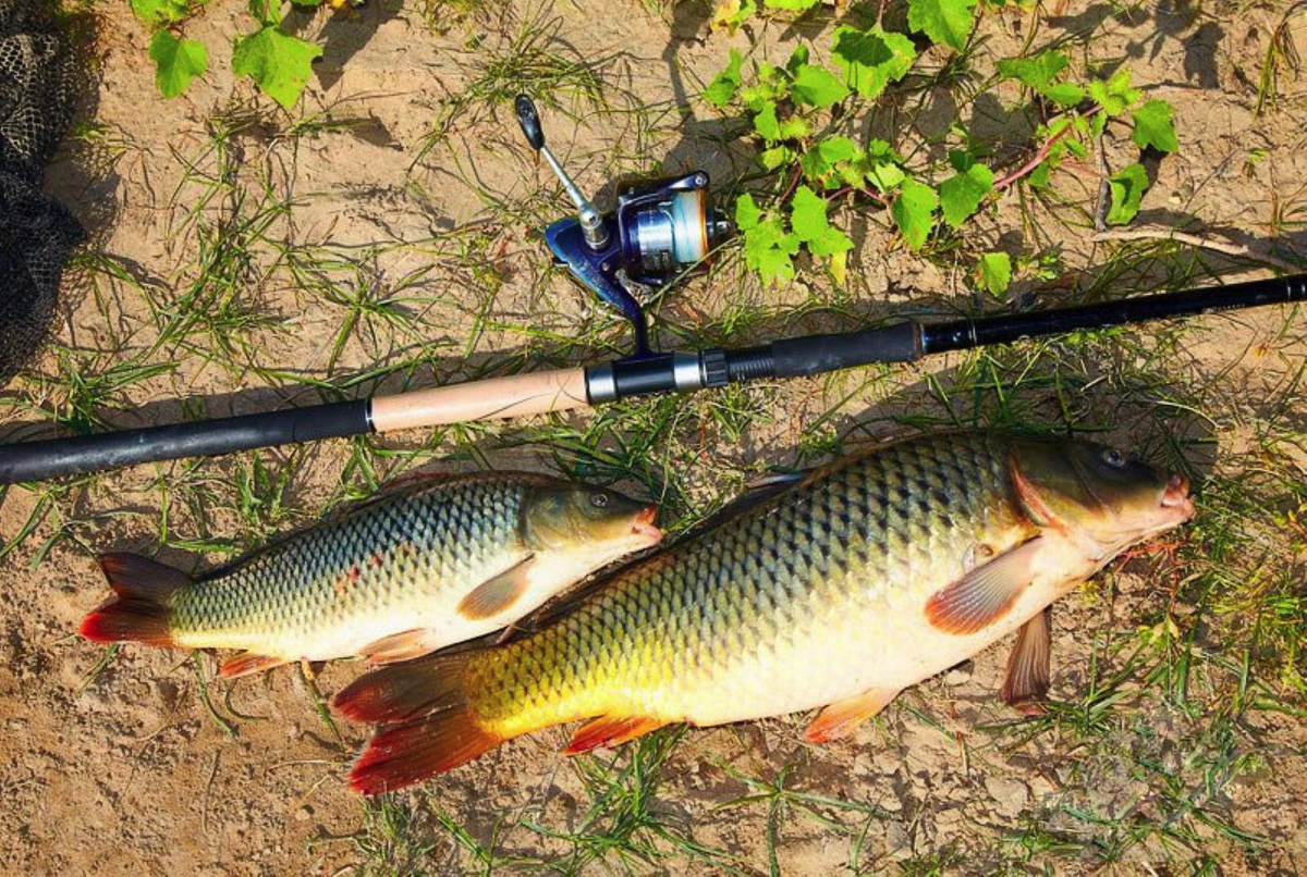 Как ловить карпа на удочку. Фидер на сазана. сазан (cyprinus carpio). снасти на карпа и сазана. рыбалка летом.