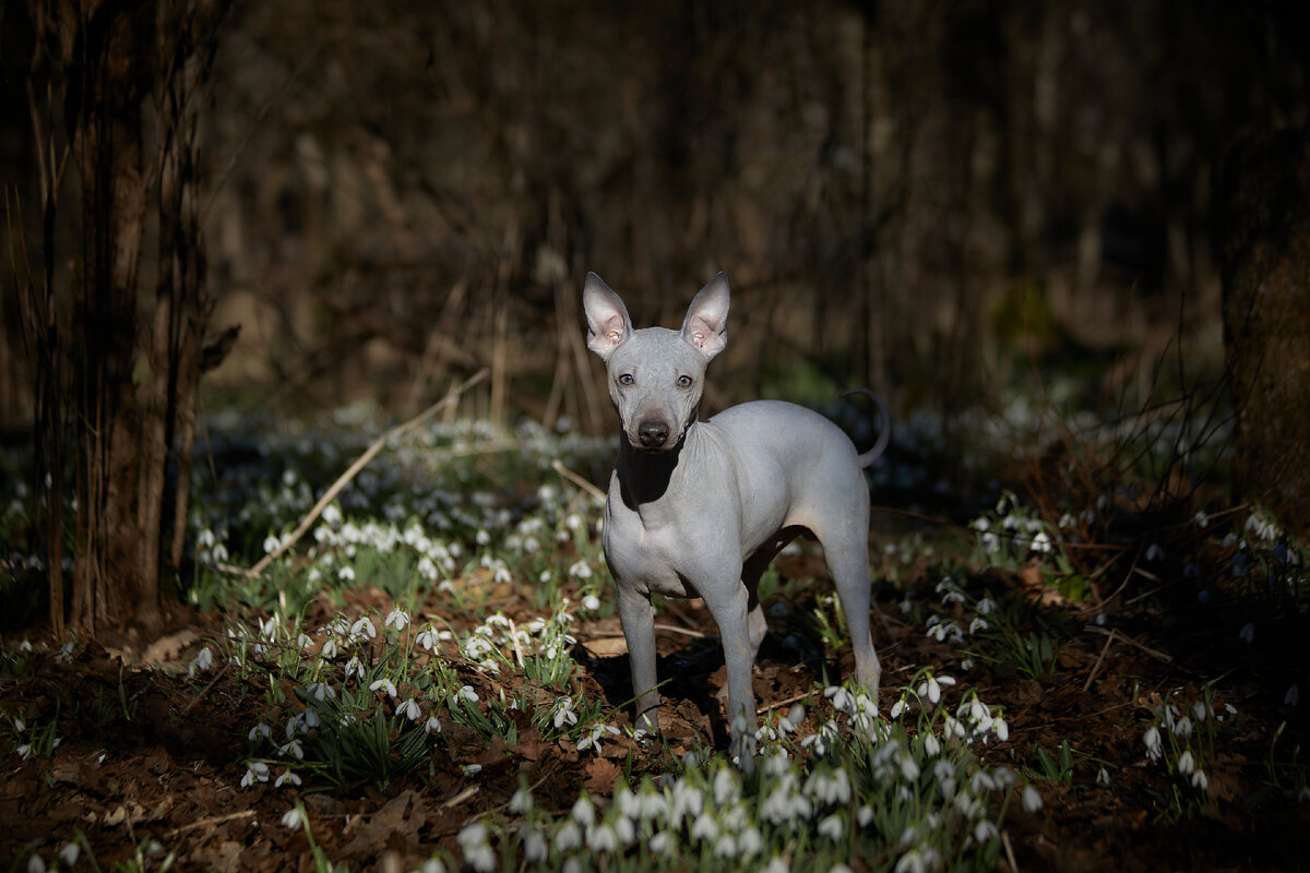 Американский голый терьер в подснежниках