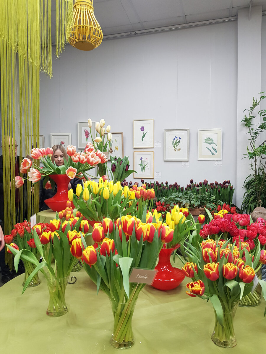 Сортовые тюльпаны (фотография автора) 