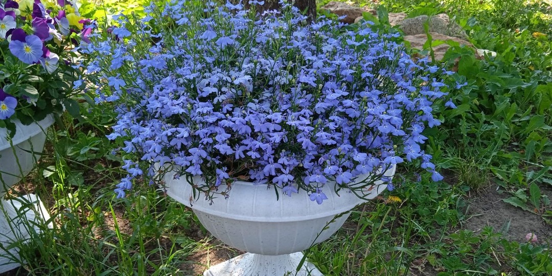 Все о выращивании рассады лобелии - как я сею, ухаживаю, подстригаю и подкармливаю